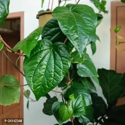 Betel Leaf Plant-thumb0