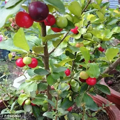 Natural Cherry Fruit Plant