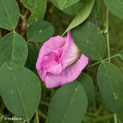 Natural Aparajita/ Butterfly Pea Plant-thumb0