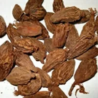 Natural Elaichi/Cardamom Plant-thumb3