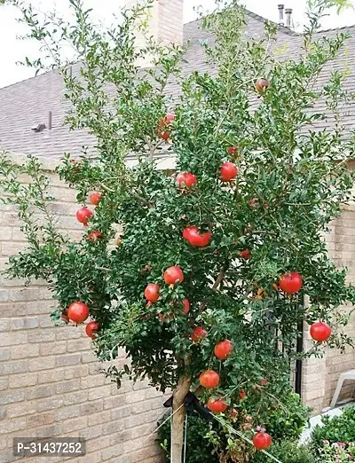 Natural Pomegranate Plant