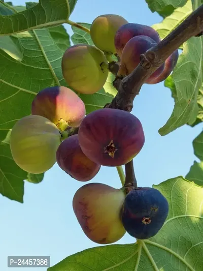 Natural Gular - Cluster Fig Plant