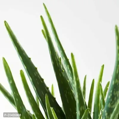 Natural Aloe Vera Plant-thumb2