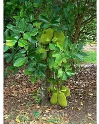 Jackfruit Plant-thumb4