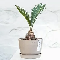 Natural Cycus Revoluta Plant-thumb1