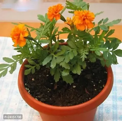 Marigold Plant