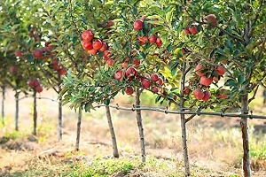 Natural Apple Plant-thumb1