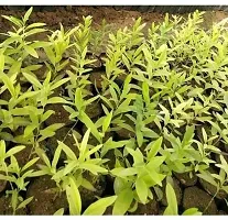 Natural White Sandalwood Plant-thumb2