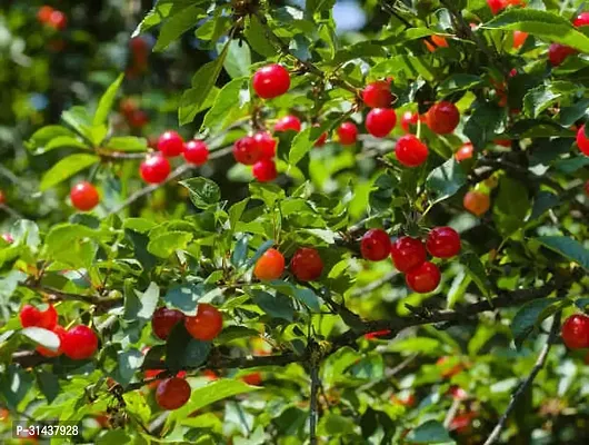 Natural Cherry Fruit Plant-thumb2