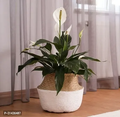 Natural Peace Lily Plant