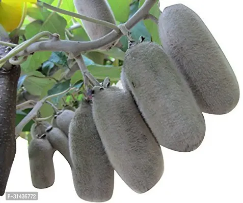 Natural Kiwi Plant-thumb0