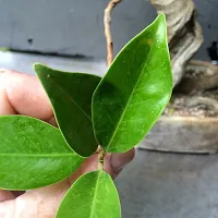 Natural Ficus Bonsai Plant-thumb2