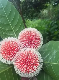 Natural Kadam Plant-thumb1