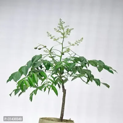 Natural Amra Plant-thumb5