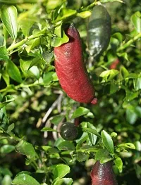 Natural Lemon Plant-thumb1