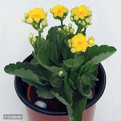 Natural Kalanchoe Plant