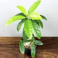 Natural Rudraksha Plant-thumb3