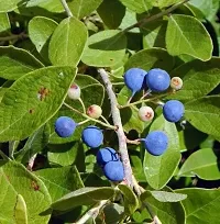 Natural Rudraksha Plant-thumb1