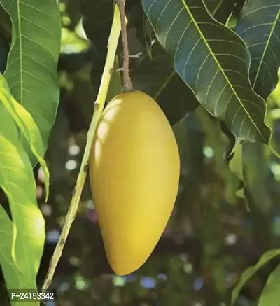 Mango Plant-thumb0