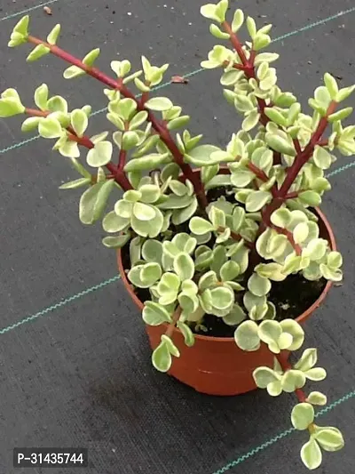 Natural Jade Plant