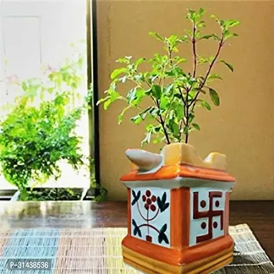 Natural Tulsi Plant-thumb0