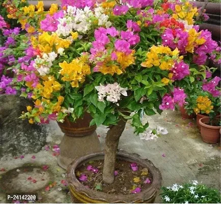 Bougainvillea Plant