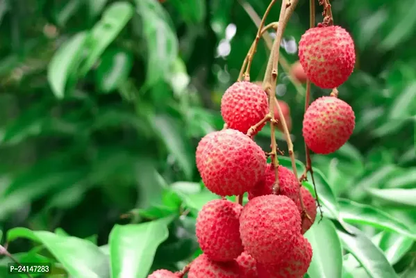 Litchi Plant