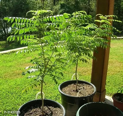 Natural Neem Plant-thumb0