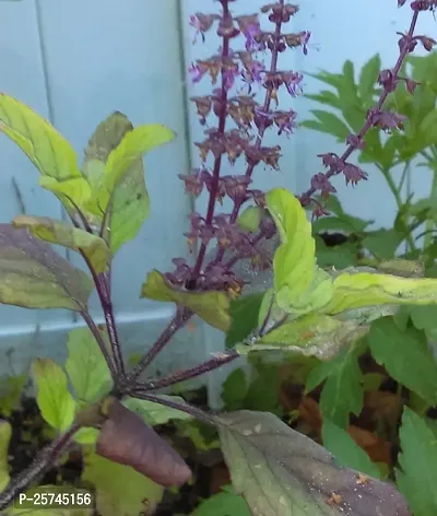 Tulsi Plant-thumb2