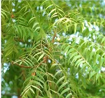 Natural Neem Plant-thumb2