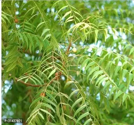 Natural Neem Plant-thumb3