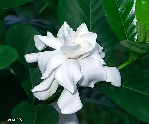 Gummy Gardenia Plant