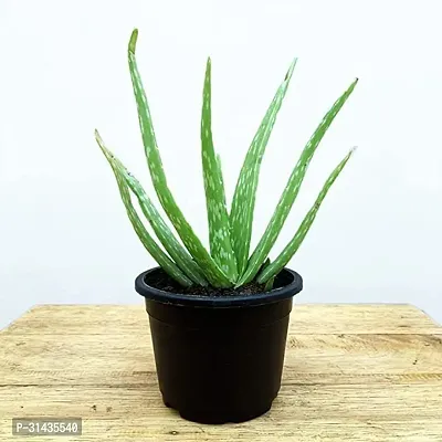 Natural Aloe Vera Plant-thumb0