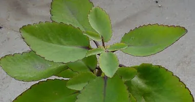 Natural Bryophyllum Pinnatum - Patharchatta Plant-thumb3