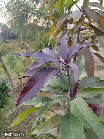 Natural Mango Plant