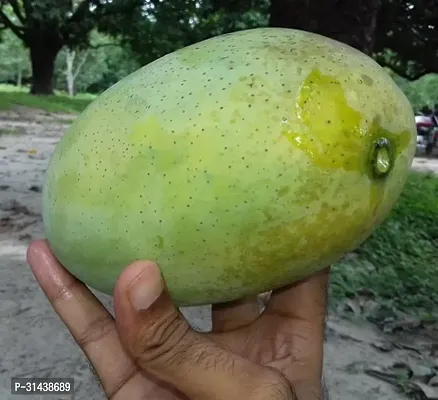 Natural Mango Plant-thumb0