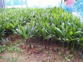 Natural Betel Nut/Supari Plant-thumb3