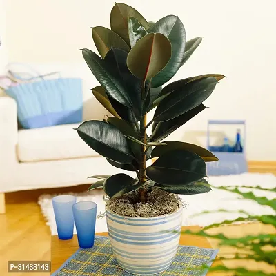 Natural Rubber Tree-thumb4