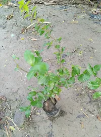 Natural Cherry Fruit Plant-thumb2