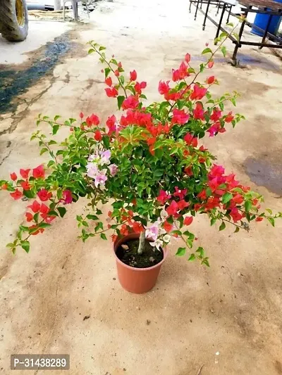 Natural Baugainvillea Plant