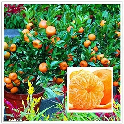 Natural Orange Plant-thumb0