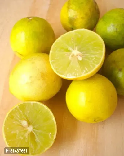 Natural Lemon Plant