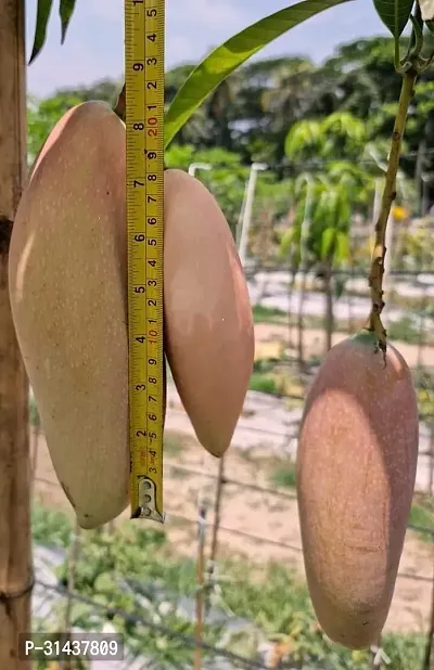 Natural Mango Plant-thumb0