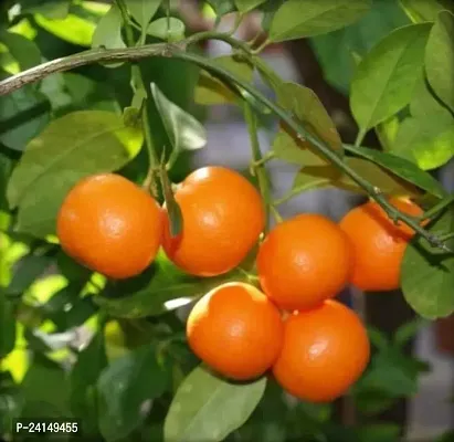 Lemon Plant