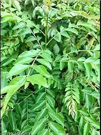 Natural Curry Leaf Plant-thumb1