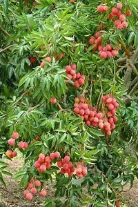 Natural Litchi Plant-thumb4