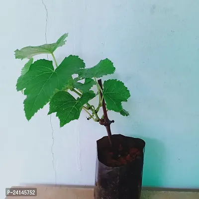Grapes Plant-thumb3
