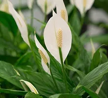 Natural Peace Lily Plant-thumb2