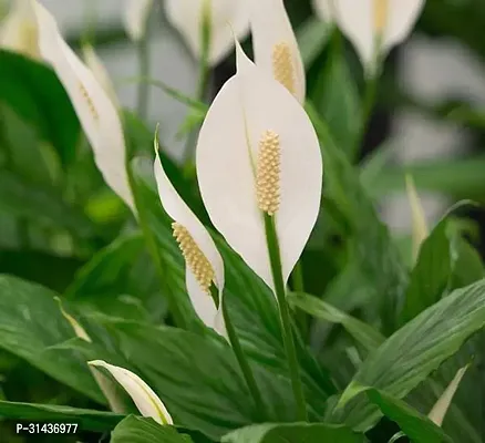 Natural Peace Lily Plant-thumb3