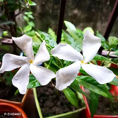 Natural Jasmine Plant-thumb0